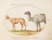 a cow and a camel - Joris Hoefnagel — artwork view