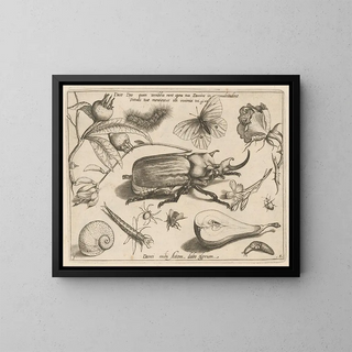 Archetypes and studies of Father Georgius Hoefnagel - Joris Hoefnagel — framed artwork on a wall