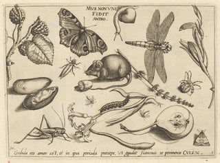 Archetypes and studies of Father Georgius Hoefnagel - Joris Hoefnagel — artwork view