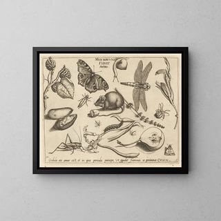 Archetypes and studies of Father Georgius Hoefnagel - Joris Hoefnagel — framed artwork on a wall