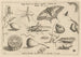 Archetypa studiaque patris Georgii Hoefnagelii Pl04 - Joris Hoefnagel — artwork view