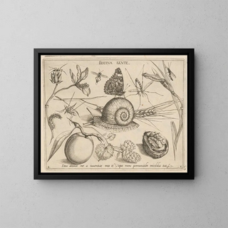 Archetypes and studies of Father Georgius Hoefnagel - Joris Hoefnagel — framed artwork on a wall
