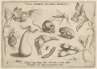 Archetypa Studiaque Patris Georgii Hoefnagelii Pl06 - Joris Hoefnagel — artwork view