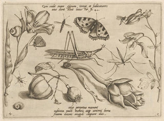 Archetypes and studies of Father Georgius Hoefnagel - Joris Hoefnagel — artwork view