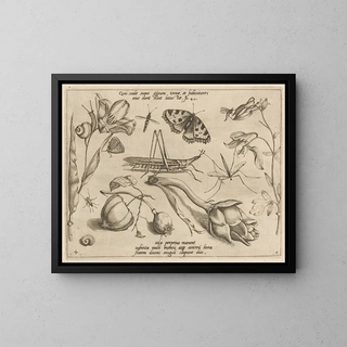 Archetypes and studies of Father Georgius Hoefnagel - Joris Hoefnagel — framed artwork on a wall