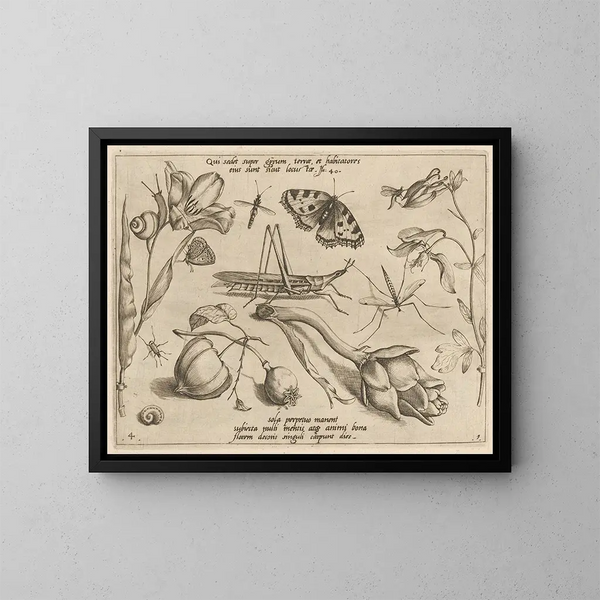 Archetypes and studies of Father Georgius Hoefnagel - Joris Hoefnagel — framed artwork on a wall