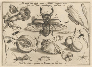 Archetypes and studies of Father Georgius Hoefnagel - Joris Hoefnagel — artwork view