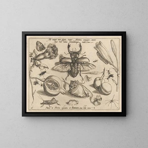 Archetypes and studies of Father Georgius Hoefnagel - Joris Hoefnagel — framed artwork on a wall
