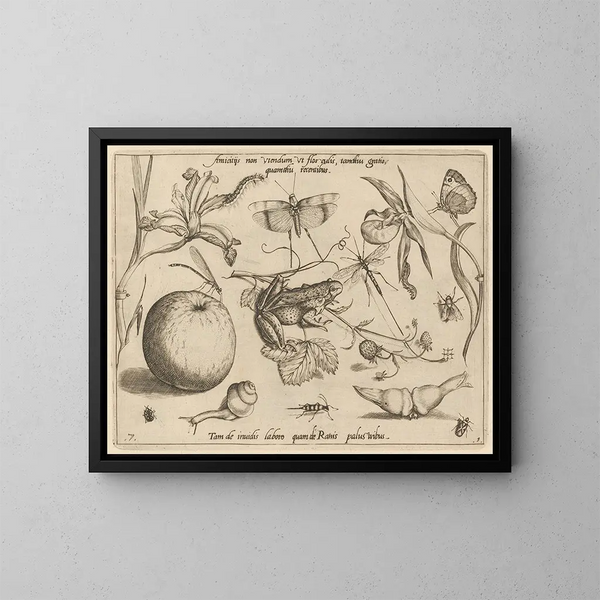 Archetypes and studies of Father Georgius Hoefnagel - Joris Hoefnagel — framed artwork on a wall