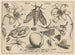 Archetypes and studies of Father Georgius Hoefnagel, Pl10 - Joris Hoefnagel — artwork view
