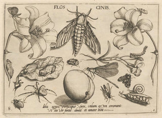 Archetypes and studies of Father Georgius Hoefnagel, Pl10 - Joris Hoefnagel — artwork view