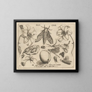 Archetypes and studies of Father Georgius Hoefnagel, Pl10 - Joris Hoefnagel — framed artwork on a wall
