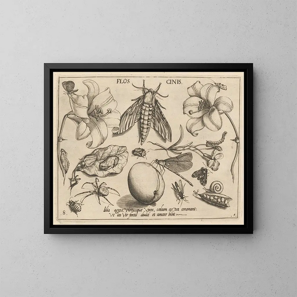Archetypes and studies of Father Georgius Hoefnagel, Pl10 - Joris Hoefnagel — framed artwork on a wall