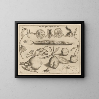 Archetypes and Studies of Father Georgius Hoefnagel Pl11 - Joris Hoefnagel — framed artwork on a wall