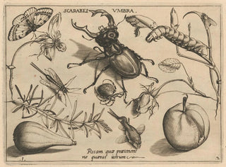 Archetypes and studies of Father Georgius Hoefnagel Pl13 - Joris Hoefnagel — artwork view