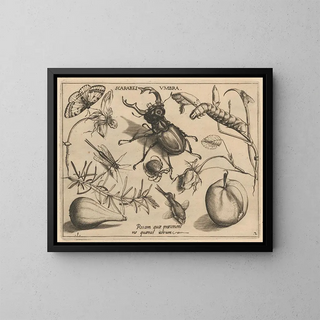 Archetypes and studies of Father Georgius Hoefnagel Pl13 - Joris Hoefnagel — framed artwork on a wall