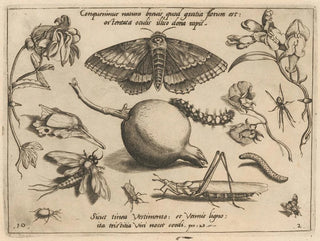 Archetypes and studies of Father Georgius Hoefnagel - Joris Hoefnagel — artwork view