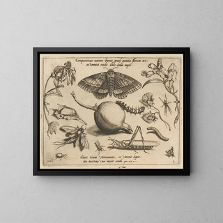 Archetypes and studies of Father Georgius Hoefnagel - Joris Hoefnagel — framed artwork on a wall