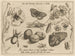 Archetypes and studies of Father Georgius Hoefnagel - Joris Hoefnagel — artwork view