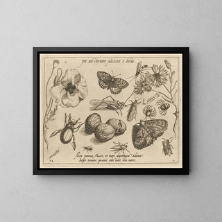 Archetypes and studies of Father Georgius Hoefnagel - Joris Hoefnagel — framed artwork on a wall