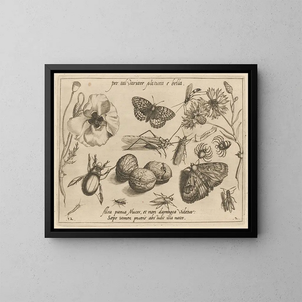 Archetypes and studies of Father Georgius Hoefnagel - Joris Hoefnagel — framed artwork on a wall