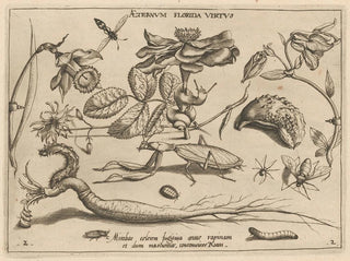 Archétypes et études du père Georgius Hoefnagel, Pl. 17 - Joris Hoefnagel — artwork view