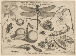 Archetypes and studies of Father Georgius Hoefnagel - Joris Hoefnagel — artwork view