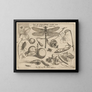 Archetypes and studies of Father Georgius Hoefnagel - Joris Hoefnagel — framed artwork on a wall