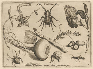 Archetypes and studies of Father Georgius Hoefnagel - Joris Hoefnagel — artwork view