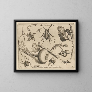Archetypes and studies of Father Georgius Hoefnagel - Joris Hoefnagel — framed artwork on a wall