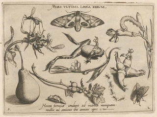 Archetypes and studies of Father Georgius Hoefnagelius Pl20 - Joris Hoefnagel — artwork view