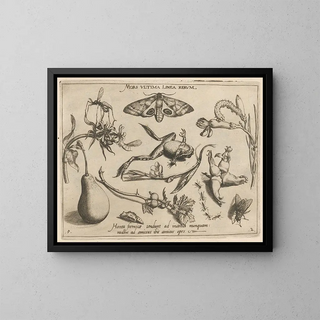Archetypes and studies of Father Georgius Hoefnagelius Pl20 - Joris Hoefnagel — framed artwork on a wall
