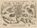 Archétypes et études du père Georgius Hoefnagel - Joris Hoefnagel — artwork view