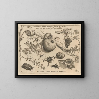 Archetypes and studies of Father Georgius Hoefnagel - Joris Hoefnagel — framed artwork on a wall