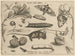 Archetypes and studies of Father Georgius Hoefnagel - Joris Hoefnagel — artwork view