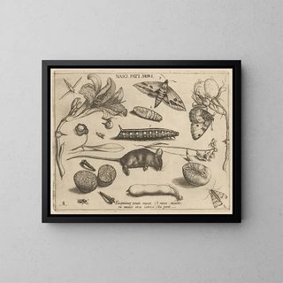 Archetypes and studies of Father Georgius Hoefnagel - Joris Hoefnagel — framed artwork on a wall