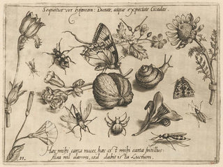 Archétypes et études du père Georgius Hoefnagel Pl28 - Joris Hoefnagel — artwork view