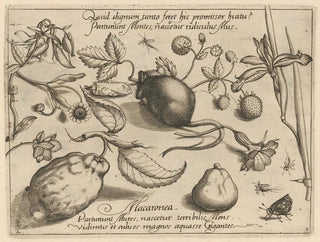 Archétypes et études du père Georgius Hoefnagel Pl43 - Joris Hoefnagel — artwork view