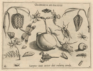 Archétypes et études du père Georgius Hoefnagel Pl45 - Joris Hoefnagel — artwork view