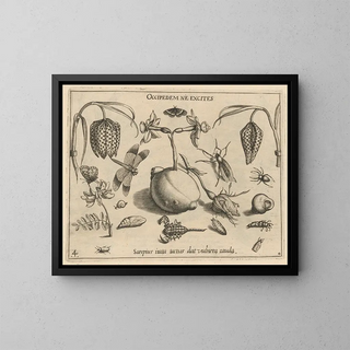 Archétypes et études du père Georgius Hoefnagel Pl45 - Joris Hoefnagel — framed artwork on a wall