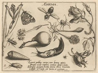 Archétypes et études du père Georgius Hoefnagel Pl46 - Joris Hoefnagel — artwork view