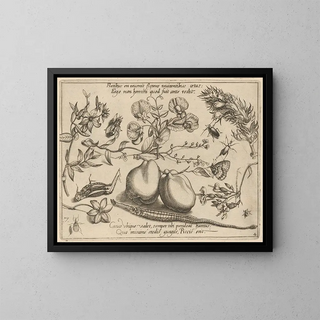 Archetypes and studies of Father Georgius Hoefnagel Pl48 - Joris Hoefnagel — framed artwork on a wall
