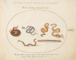Aspics et vipères - Joris Hoefnagel — artwork view