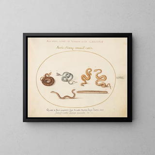 Aspics et vipères - Joris Hoefnagel — framed artwork on a wall