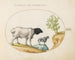 Persian sheep with black heads and a long-tailed sheep with a cactus - Joris Hoefnagel — artwork view