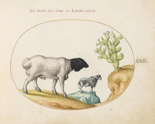 Persian sheep with black heads and a long-tailed sheep with a cactus - Joris Hoefnagel — artwork view
