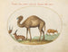 Ibex and Camelid Goat Painting - Joris Hoefnagel — artwork view