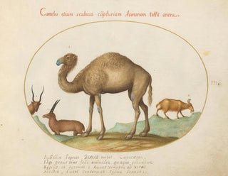 Ibex and Camelid Goat Painting - Joris Hoefnagel — artwork view
