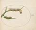 Butterfly Emperor Caterpillar Painting with a Second Caterpillar on a Branch - Joris Hoefnagel — artwork view