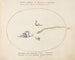Quatre petits serpents - Joris Hoefnagel — artwork view